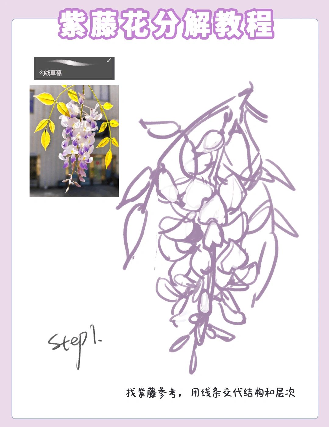 分享一束紫藤花的分解过程
