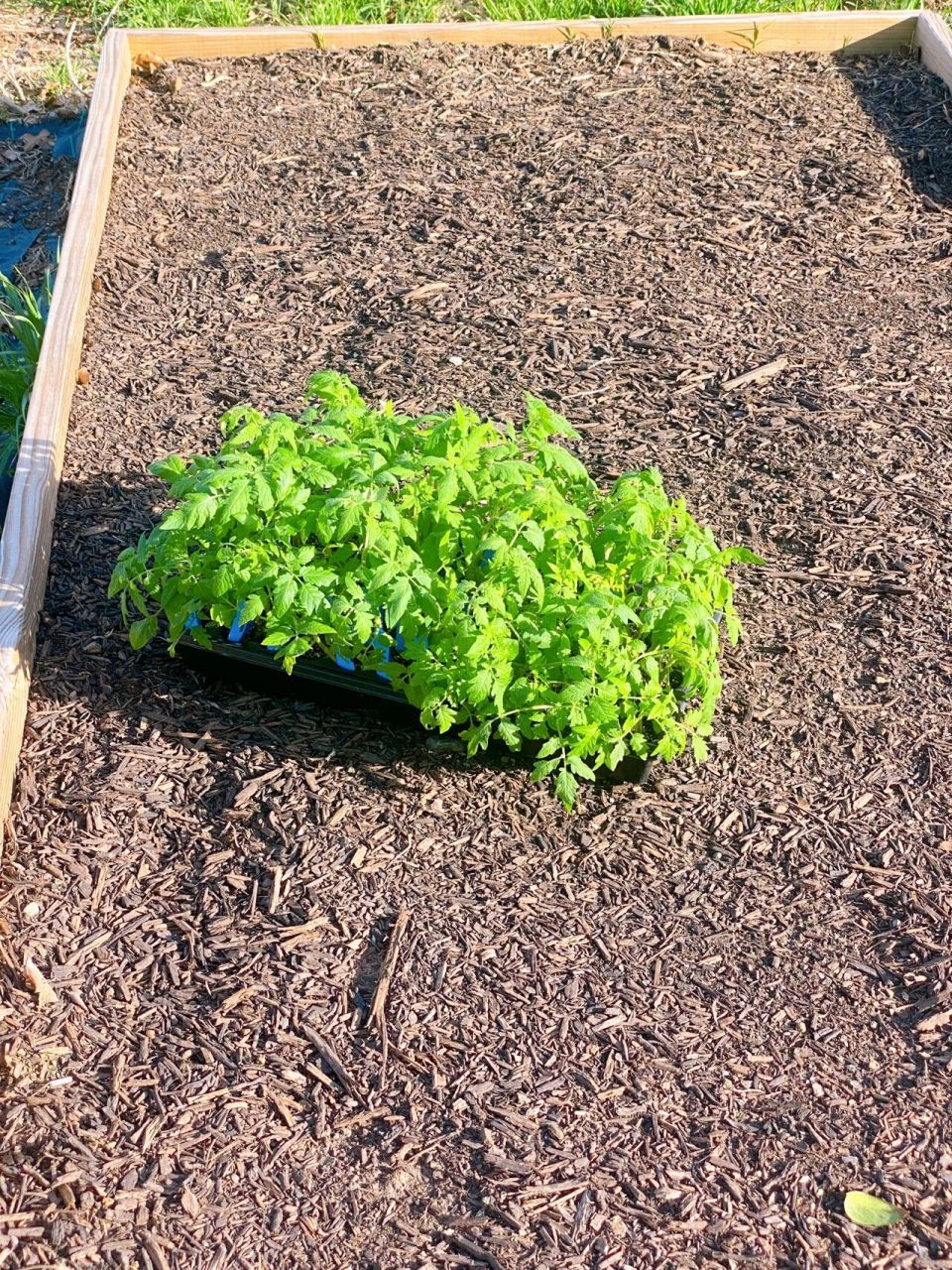 番茄移栽的方法和要点 自从那一篇笔记记录春播的开始到现在整整两个