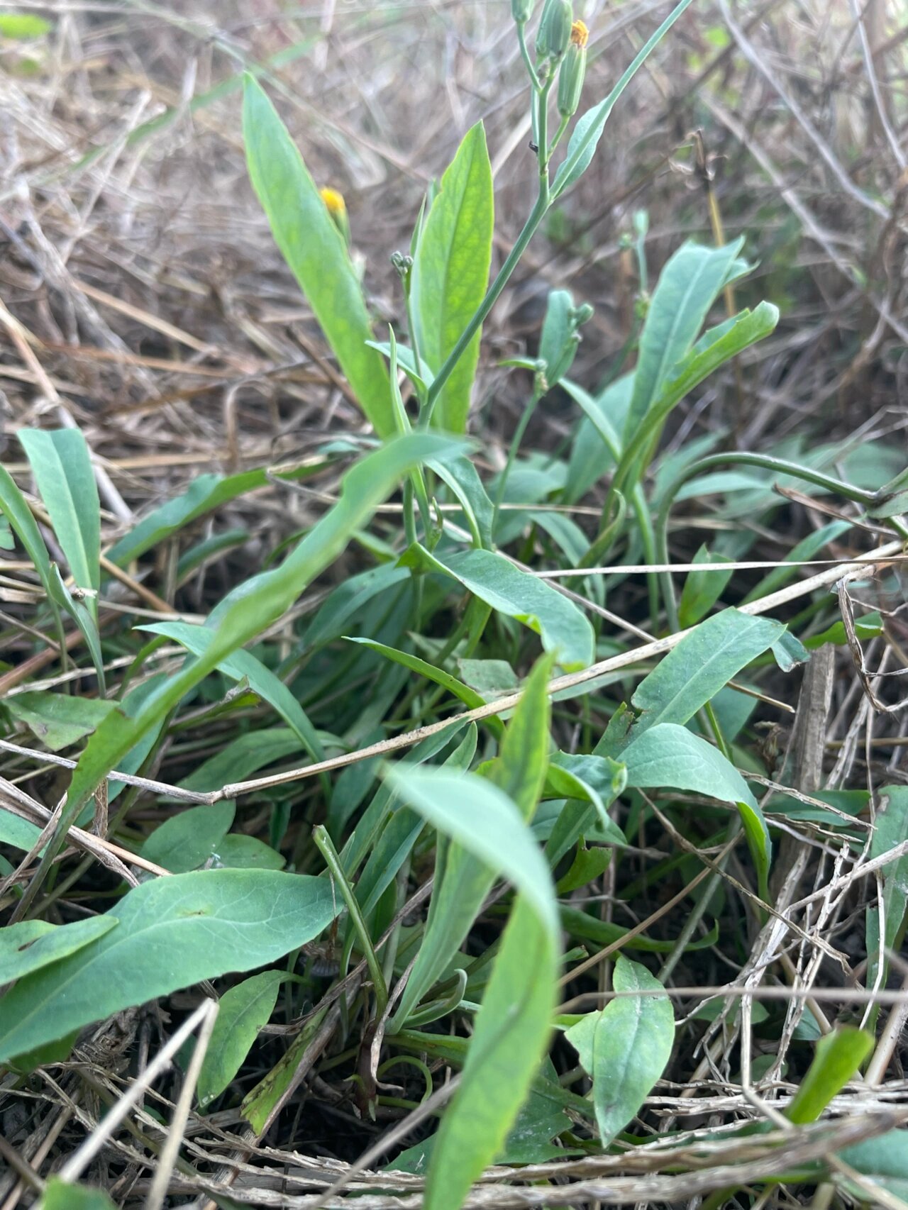 苦荬菜产量图片