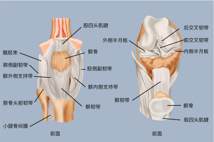 膝盖骨解剖正常图片图片