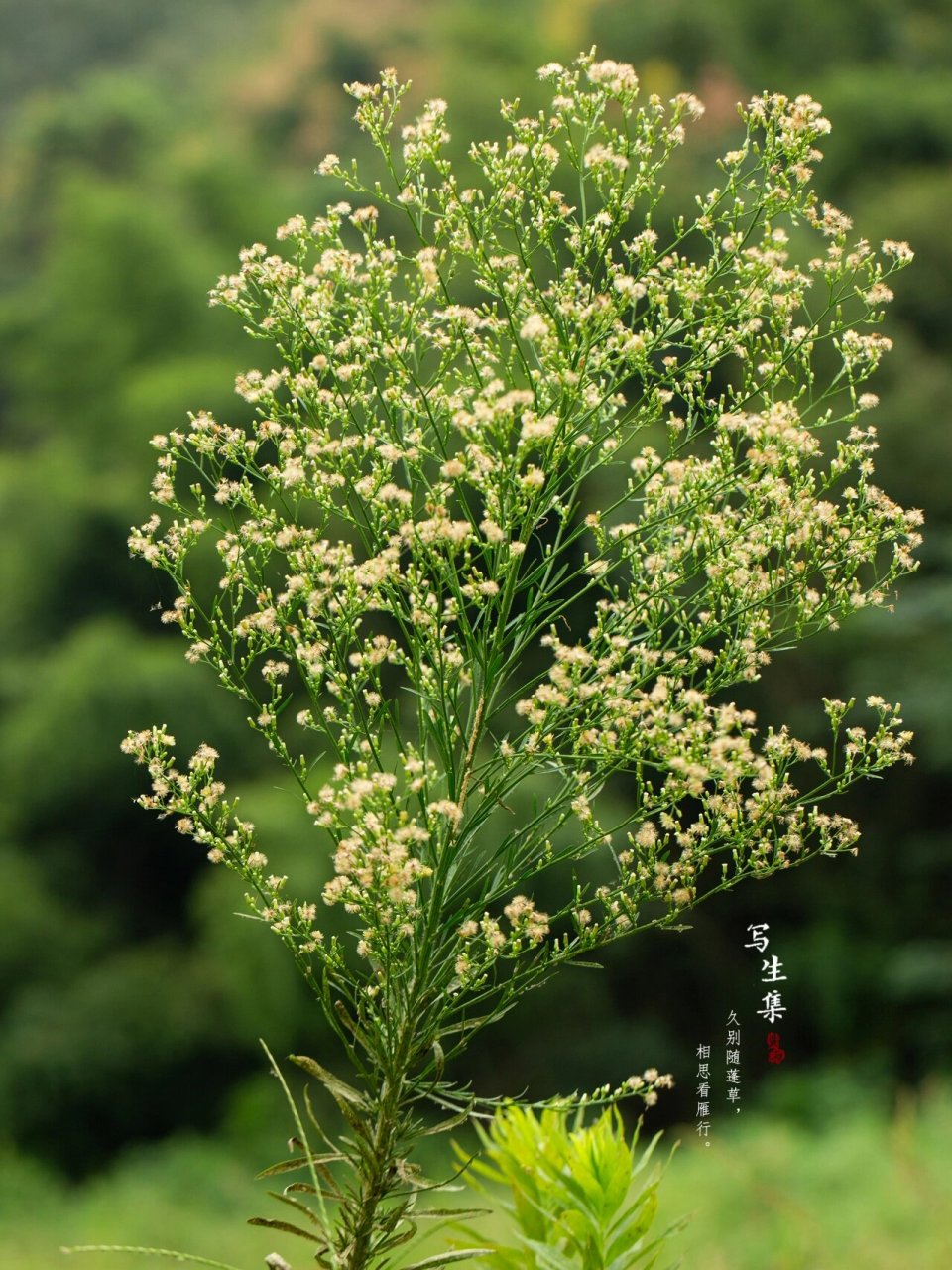 小蓬草开花图片图片