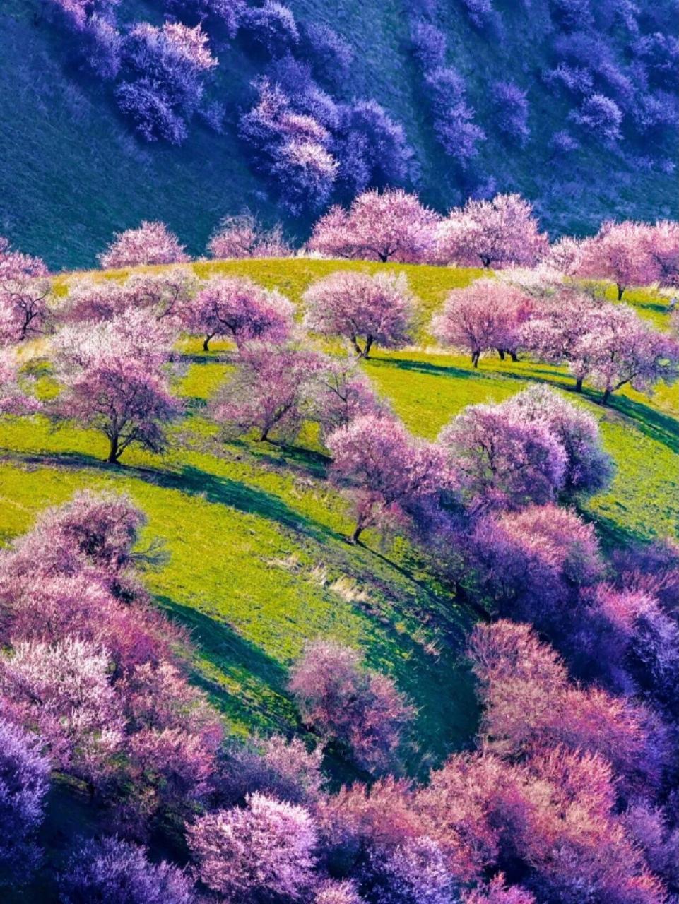 伊犁的杏花图图片