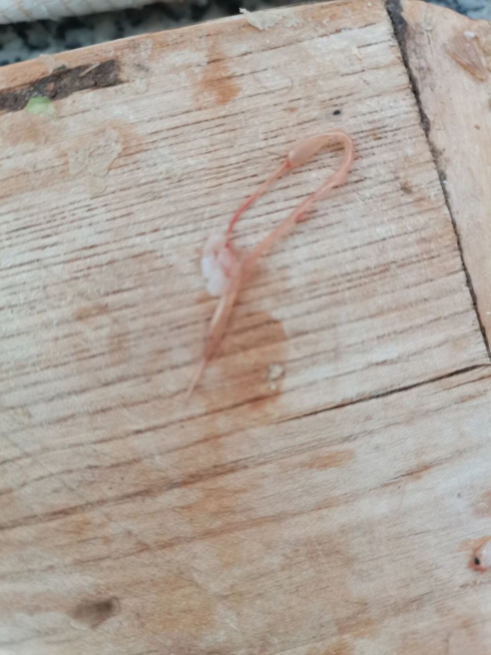 猪肉寄生虫 昨天在时利和买猪肉回家发现的,是不是寄生虫?