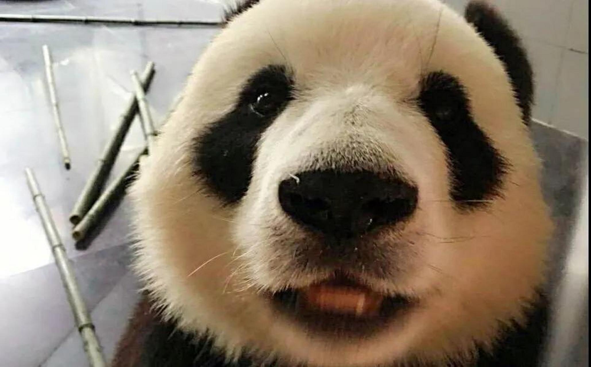 大熊猫金虎的胆子肥了,竟然敢拿飞云的笋笋  这天,飞云正在认真干饭.