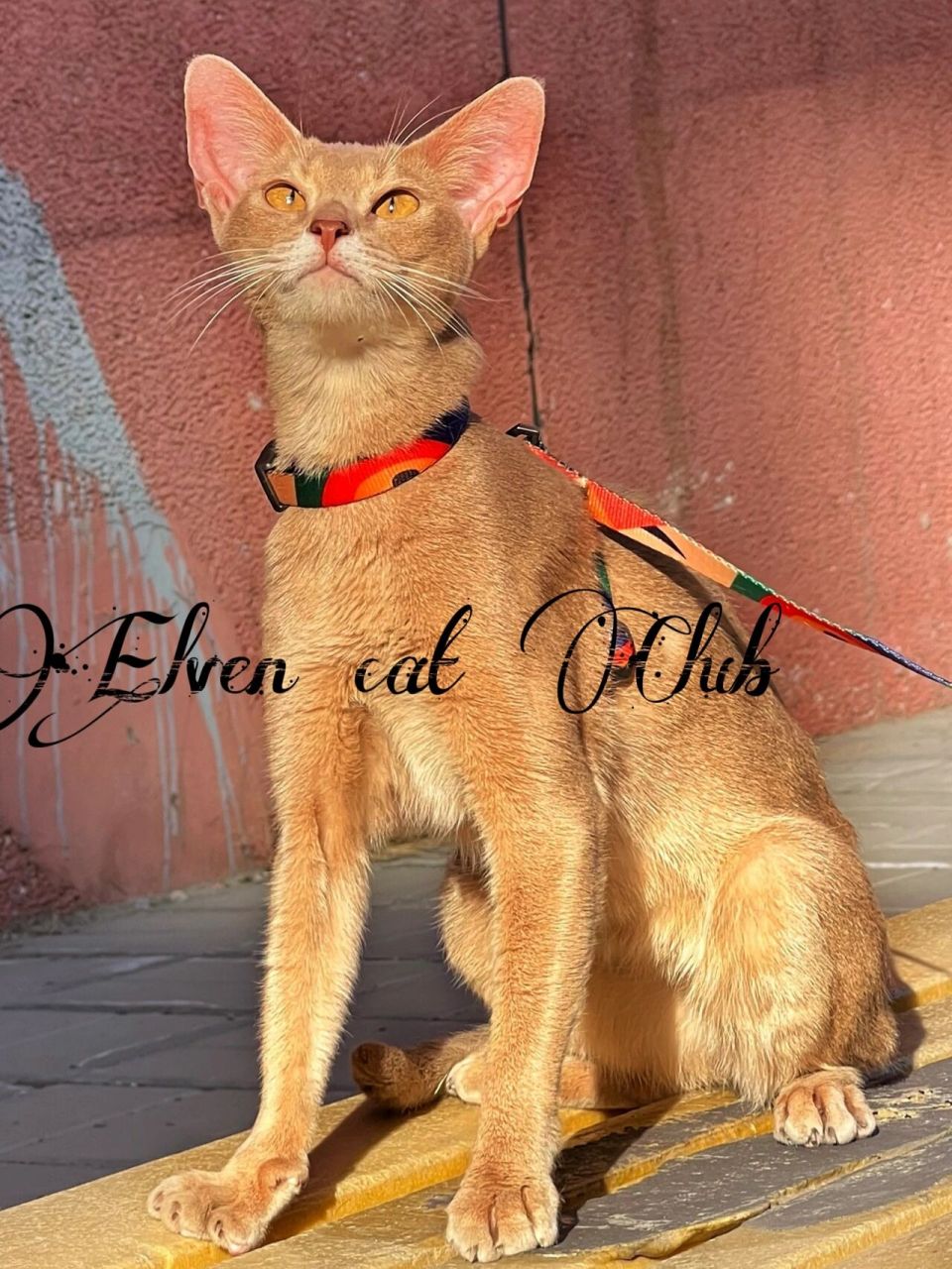 阿比尼亚猫图片