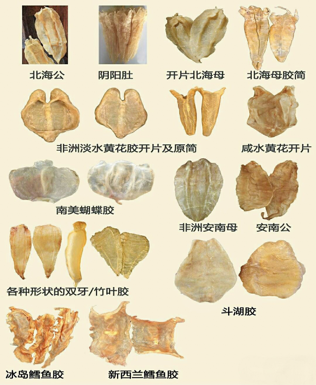 3张图片～教你辨别所有花胶的品种与产地 1台山赤嘴,是赤嘴鳘鱼胶的一