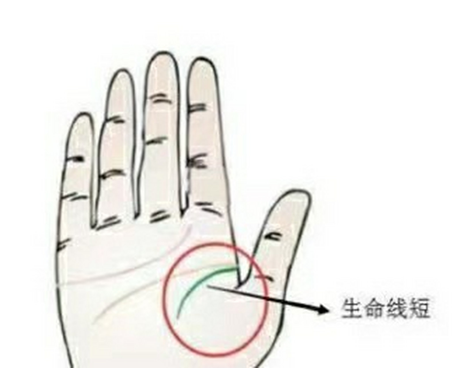 生命线短 生命线短小的人说明他们的生命力较弱,甚至身体方面有先天的