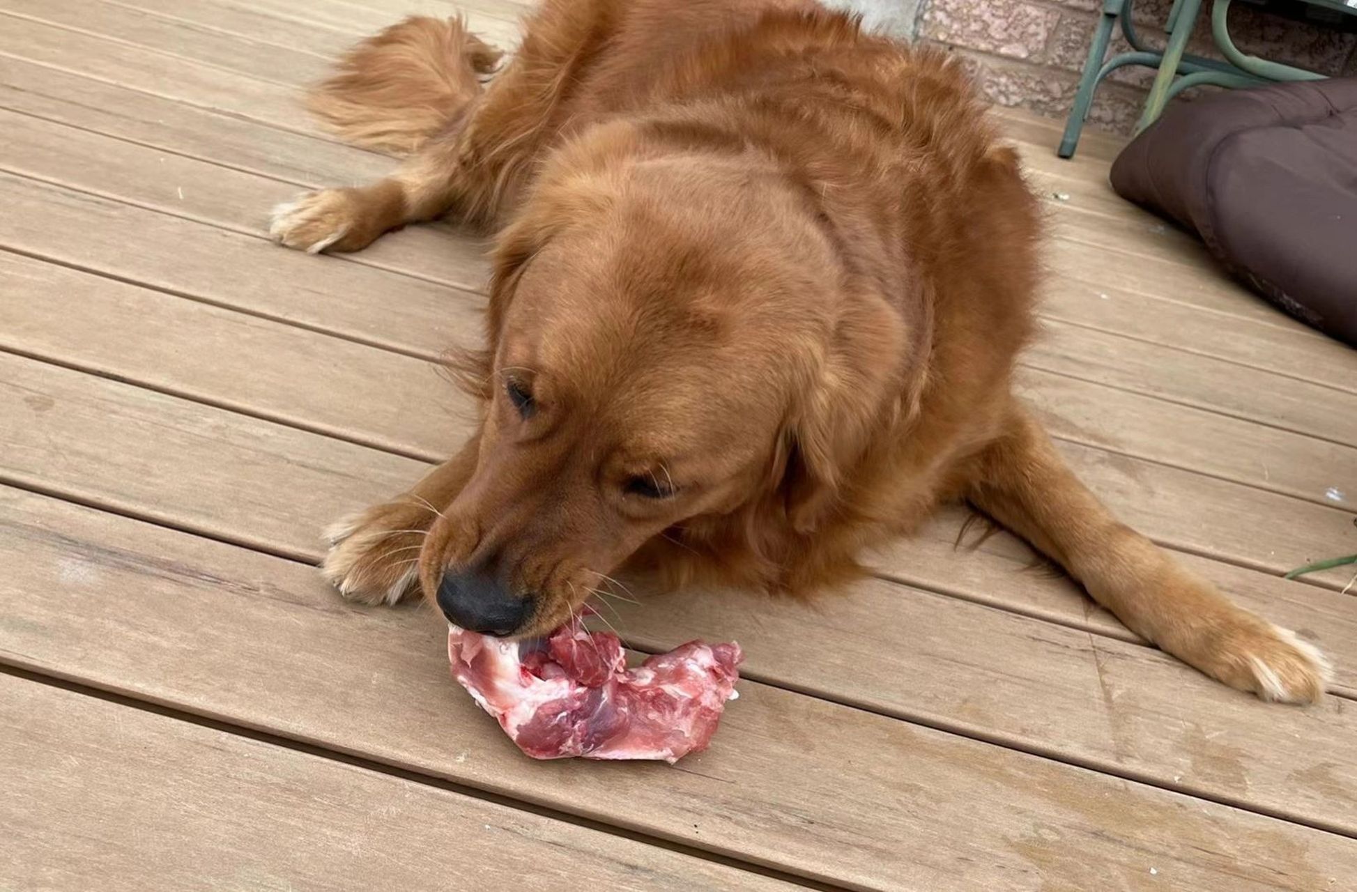 狗狗吃肉生的好还是熟的好 狗是很早之前的狼被训化过来的,因此天生爱