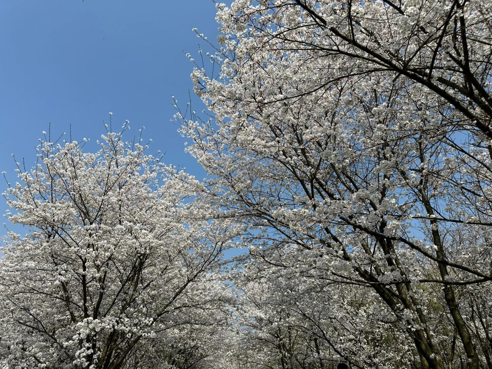 94兰溪丨这个春天被兰湖公园的樱花美晕咯 91大片的樱花林开的