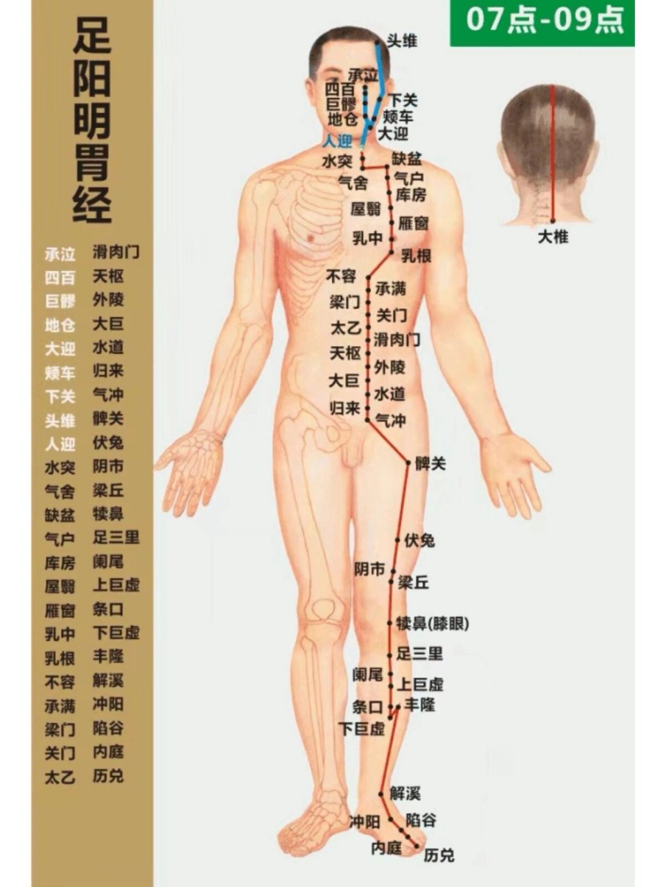 大腿内侧肾经位置图片