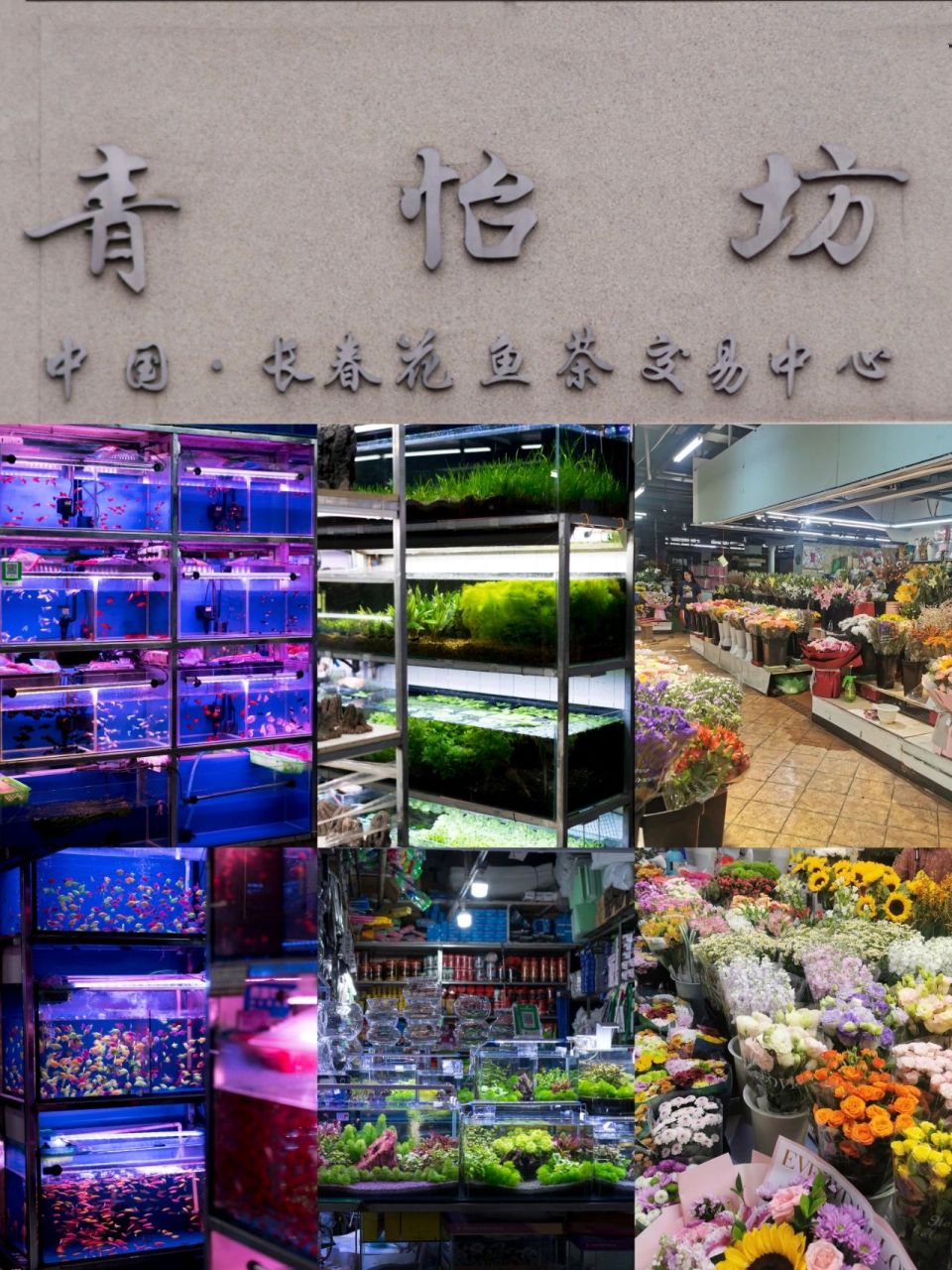 我个人觉得,青怡坊曾经是长春最好的花鸟鱼虫市场,远远超过其他几家