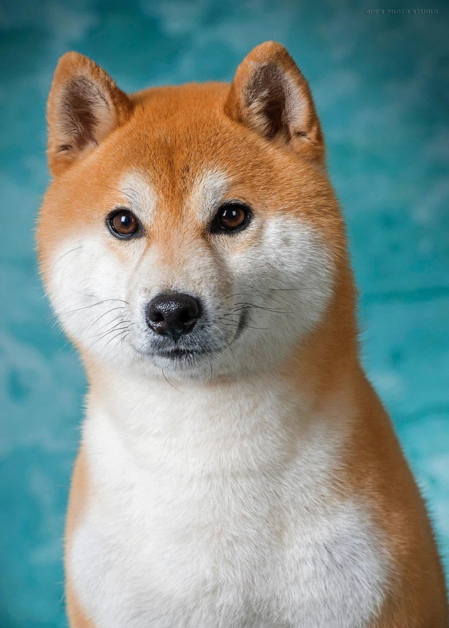 很多人都会把柴犬与秋田犬及中华田园犬给混淆