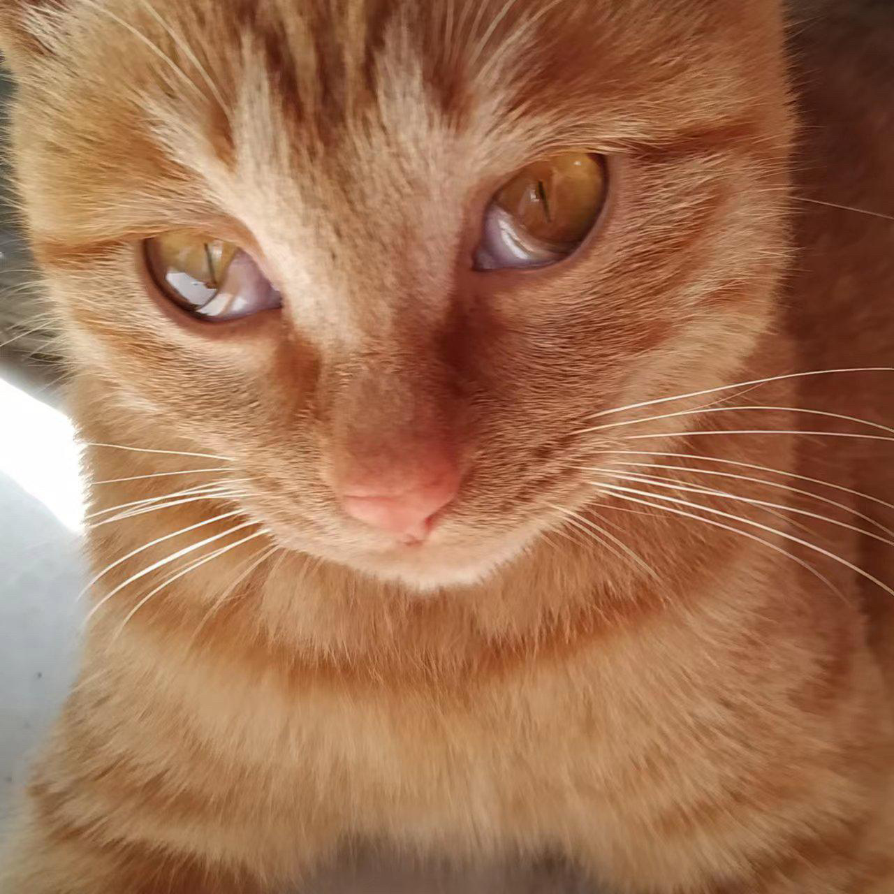 猫咪眼角露出"白膜",是樱桃眼吗?