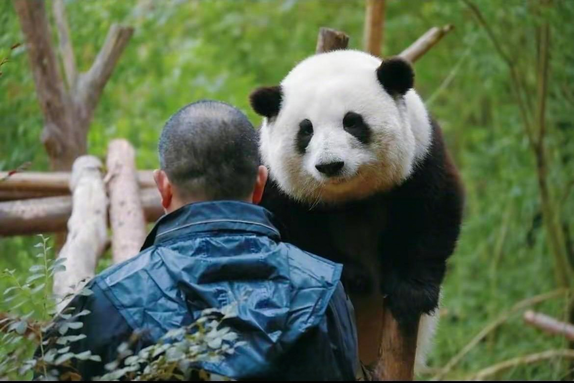 51岁已被喊了十多年谭爷爷#说,熊猫就像小孩子,带了这么多熊猫换è