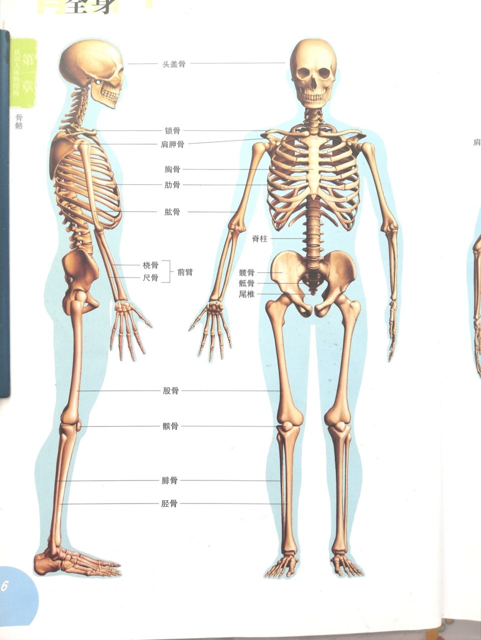 骨格构成图图片