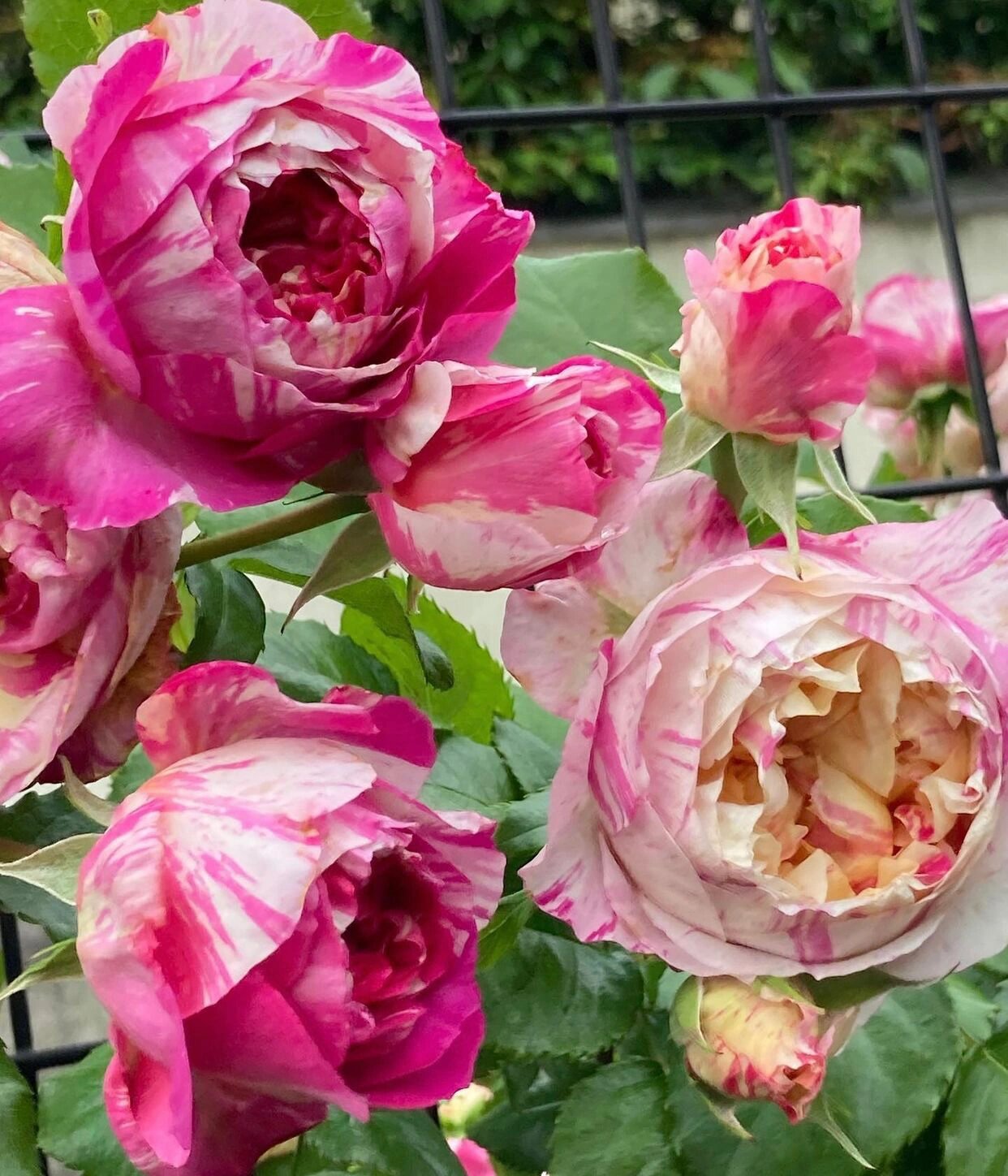 爱杜尔马奈月季的优缺点分析欢迎补充 爱杜尔马奈是一款藤本月季品种