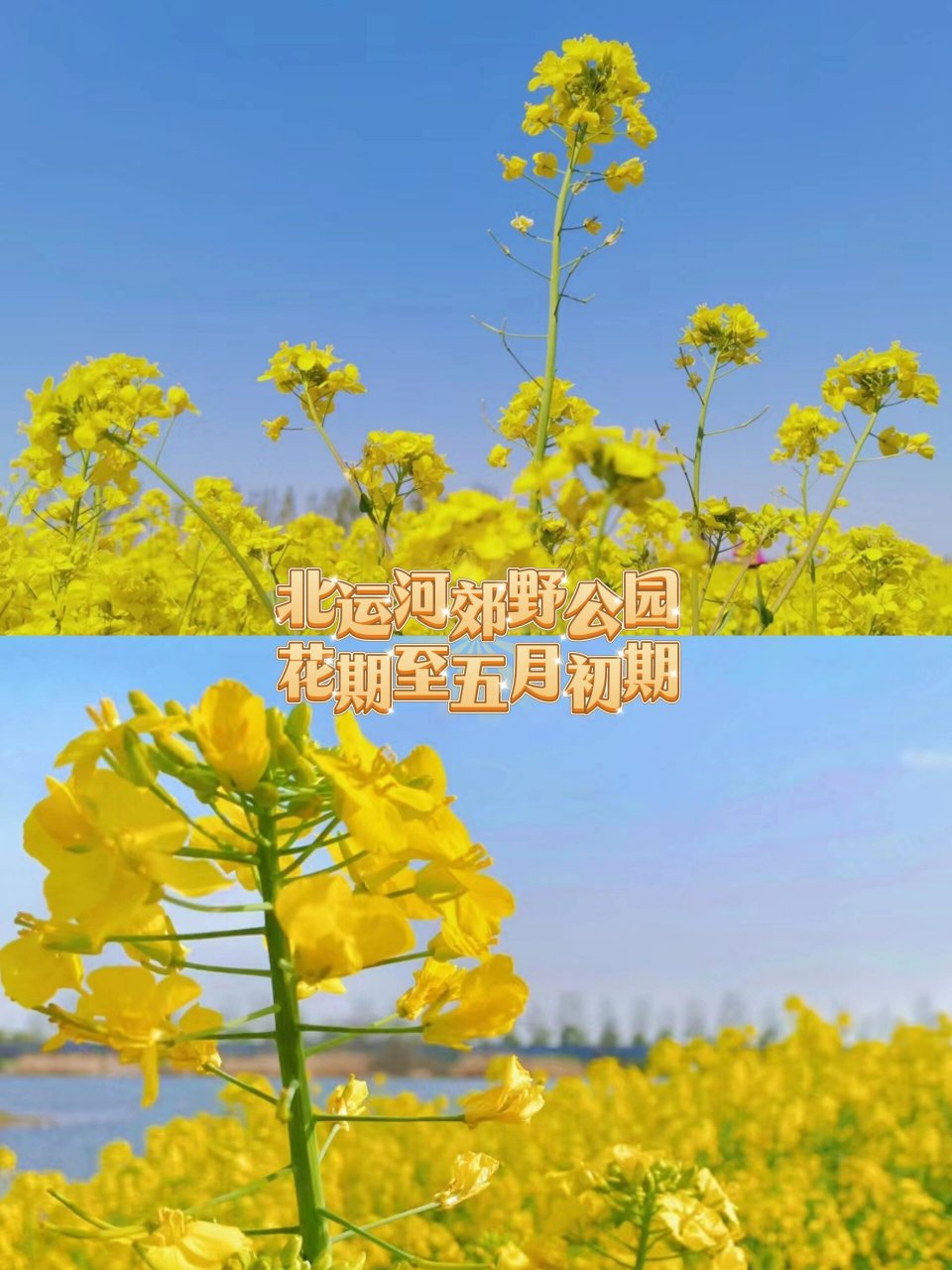 天津踏青赏花好去处图片