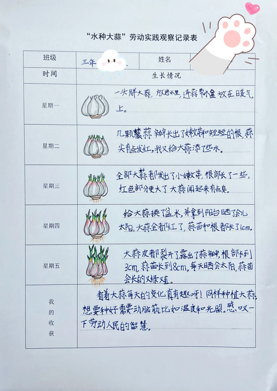 大蒜生长过程记录表图片