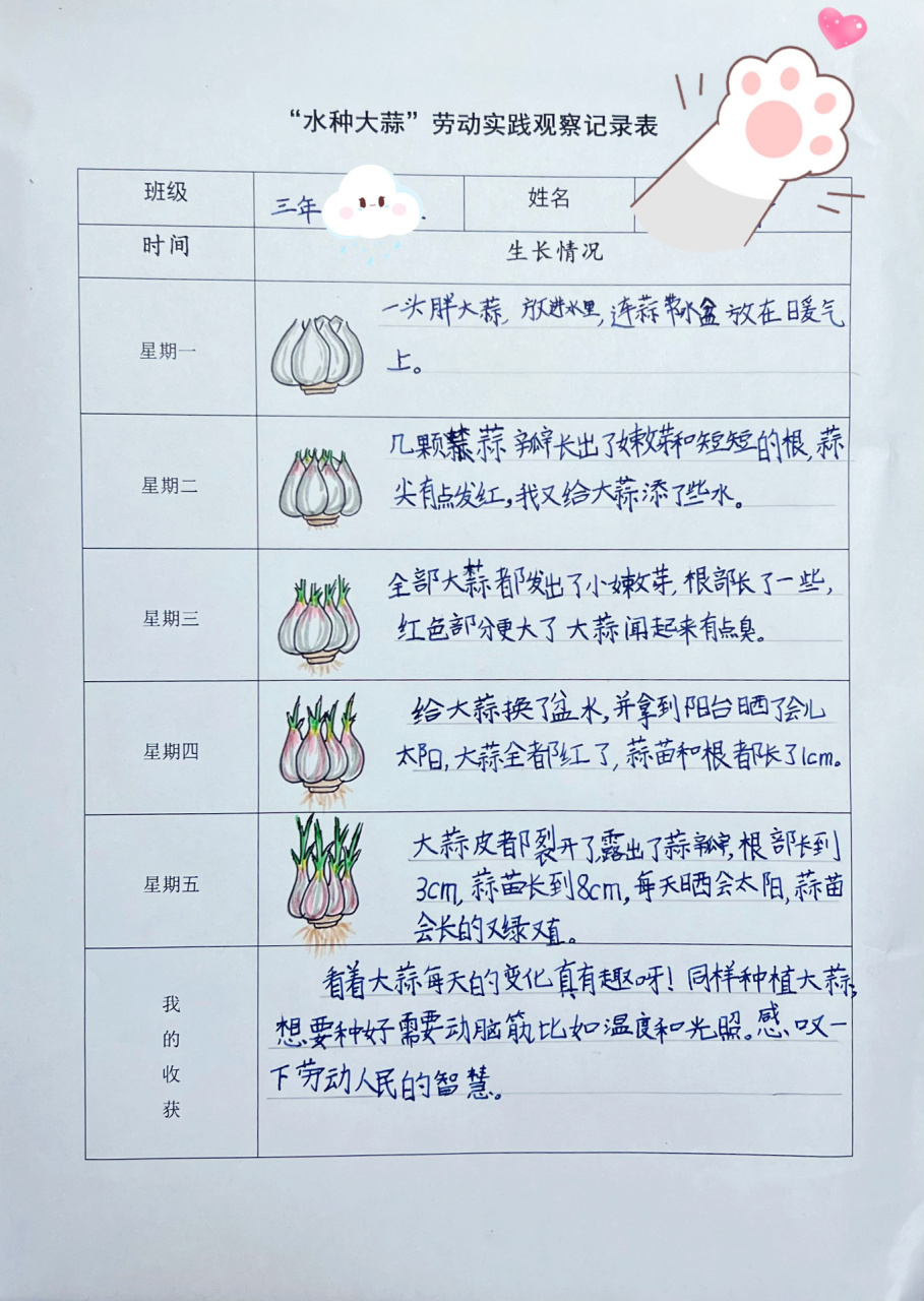 大蒜植物成长记录表格图片