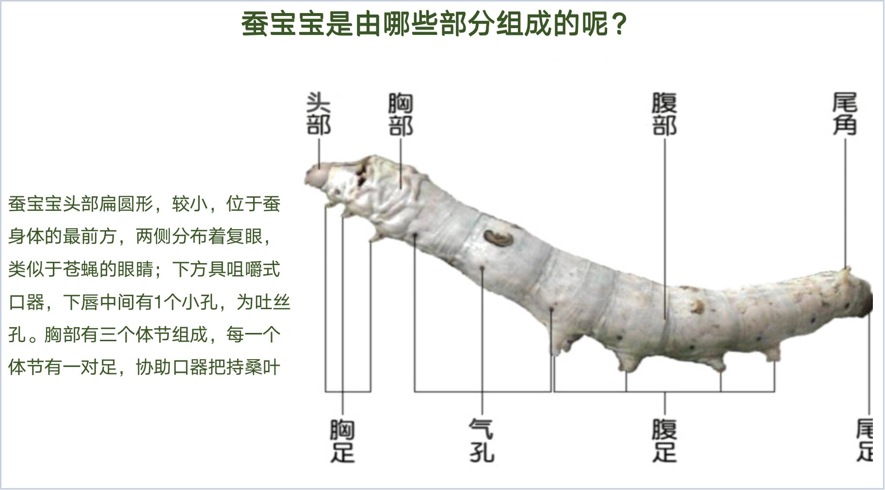蚕宝宝公母(雌雄)轻松分辨技巧