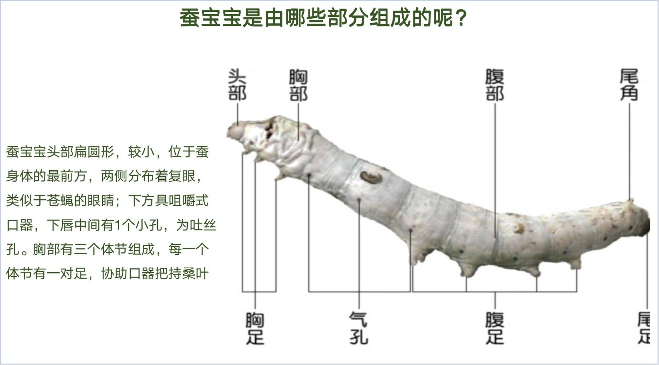 蚕宝宝公母(雌雄)轻松分辨技巧 大家好奇的如果区别蚕宝宝公母问题娃