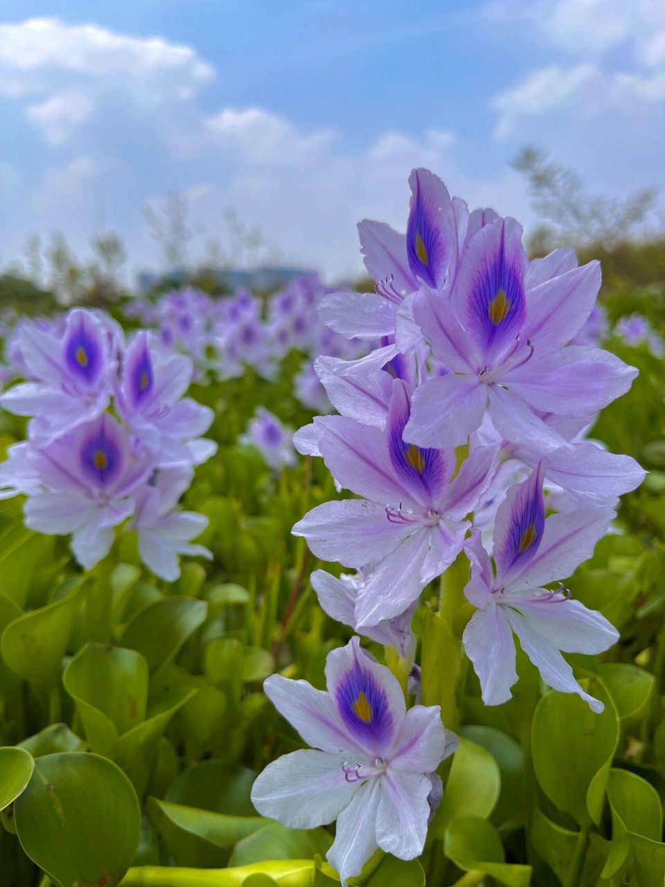 水葫芦花的摆放风水图片