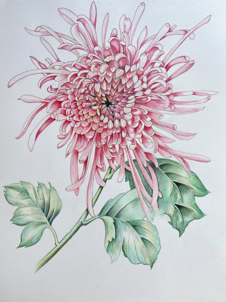 彩铅手绘-菊花 0902222800¨0250525957  52