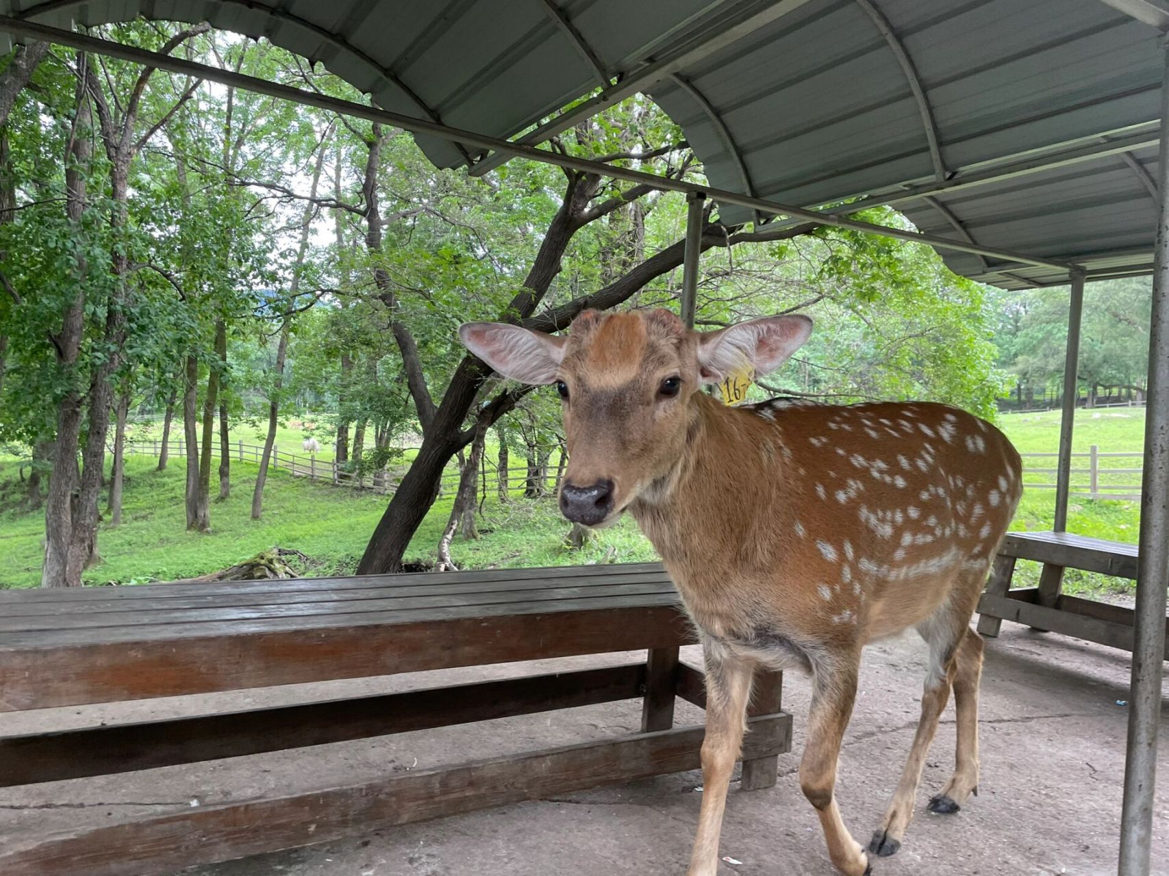 哈尔滨阿城平山皇家鹿苑 一共四站,第一站完全可以步行到,风景很美