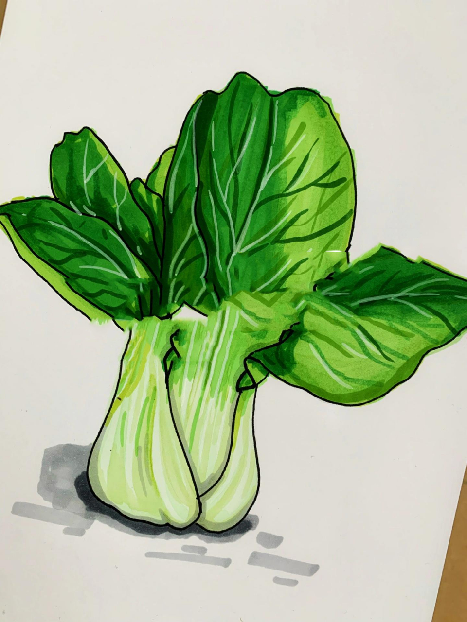 马克笔手绘9661油菜和上海青的区别在哪里02   一直有一个疑问