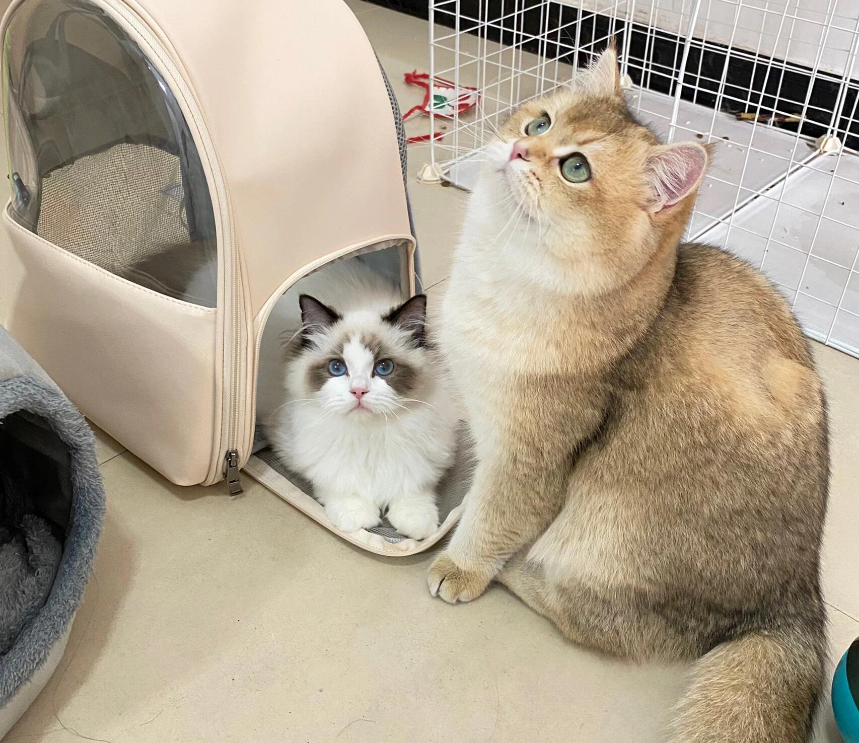 金渐层跟布偶绝配呀