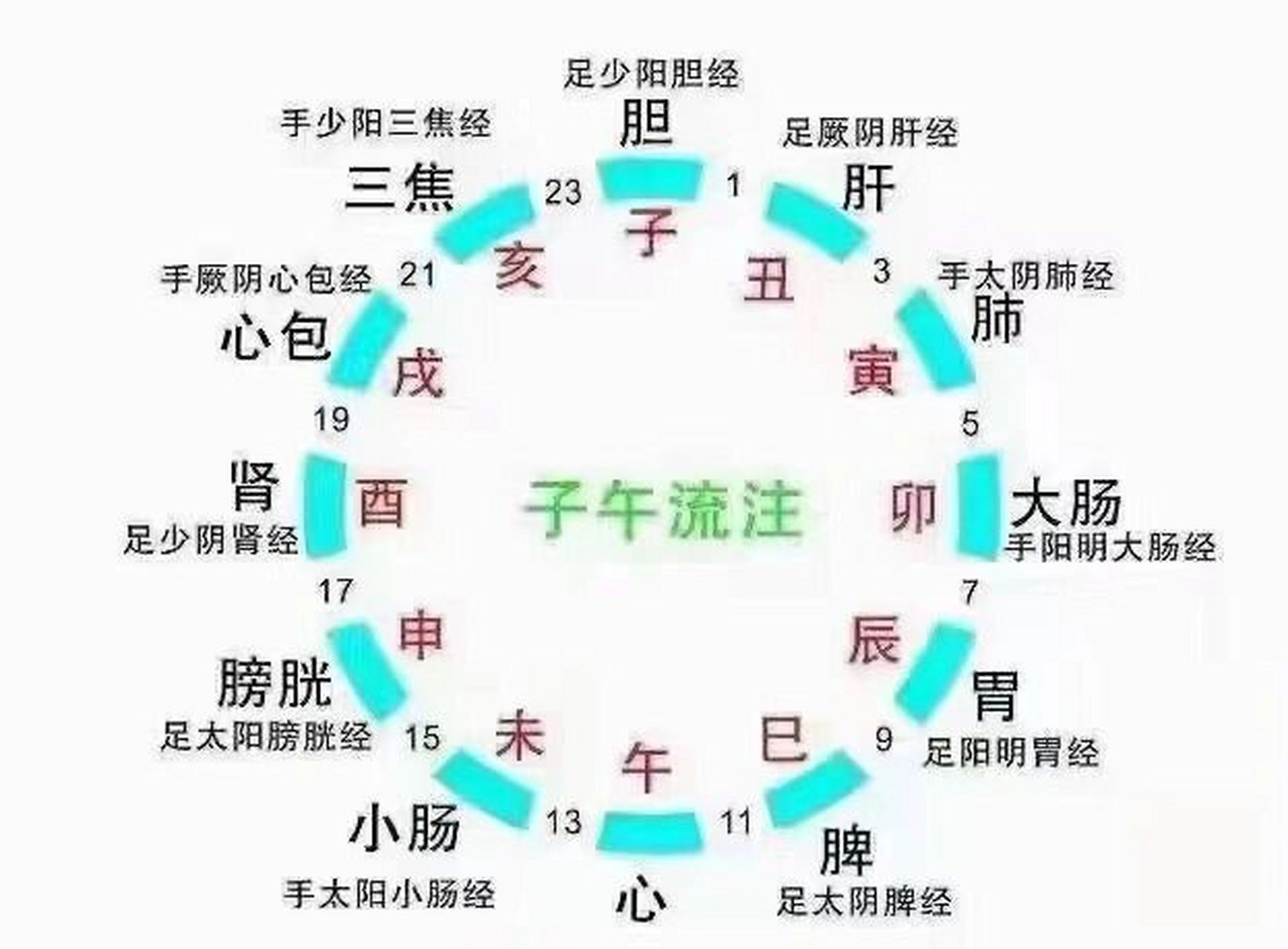 人体十二条经络运行对应时间表 1,早上5--7点,是大肠经开,空腹喝水