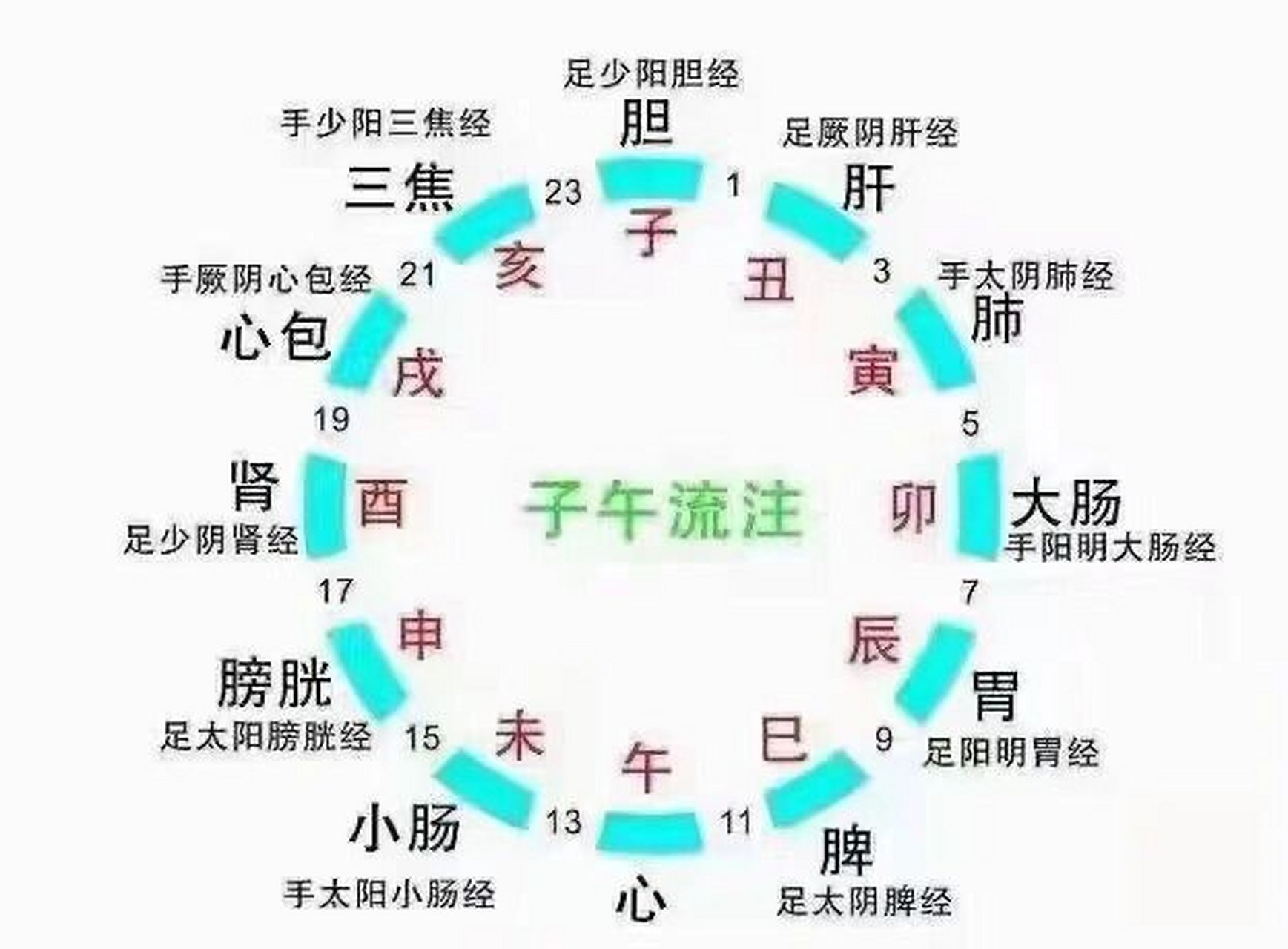 人体十二条经络运行对应时间表 1,早上5