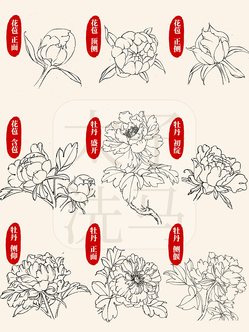 98今天分享的是国画白描,线描中,牡丹花的各个角度与状态的画法