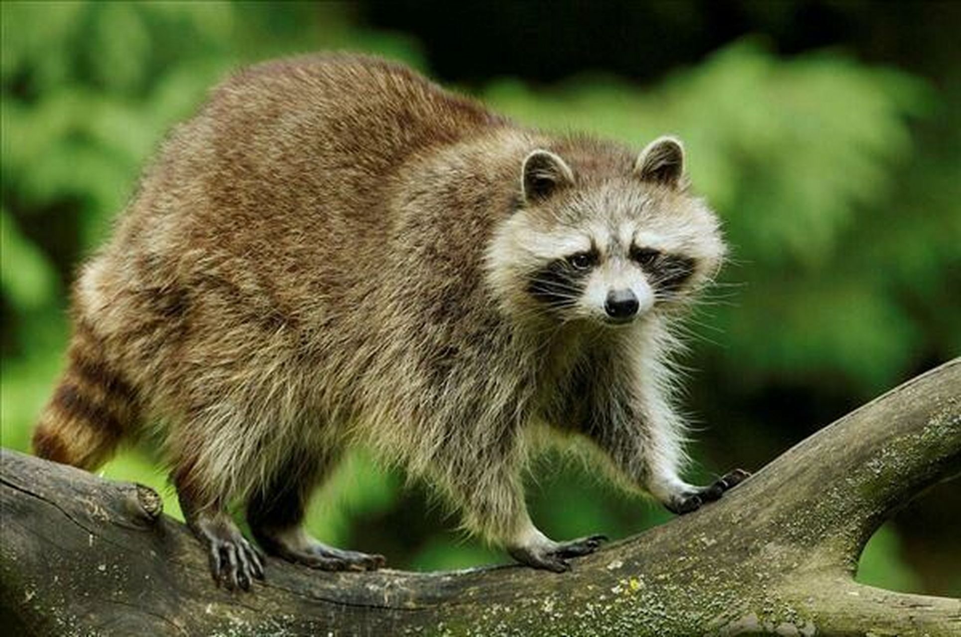 浣熊-浣熊科浣熊属动物01 别称食物小偷,皮皮熊 浣熊原产自北美洲