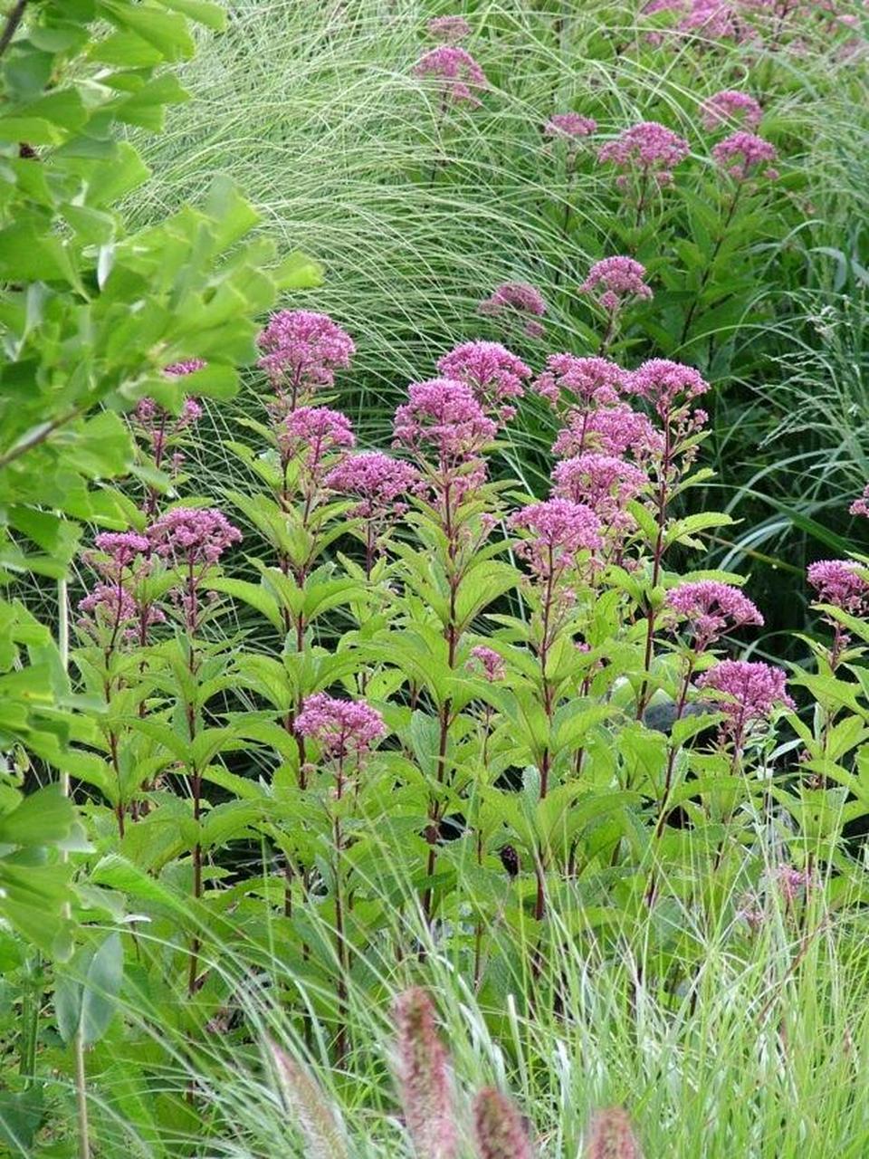 斑茎泽兰"小乔"eupatorium  	 中文名:斑茎泽兰"小乔" 品种名