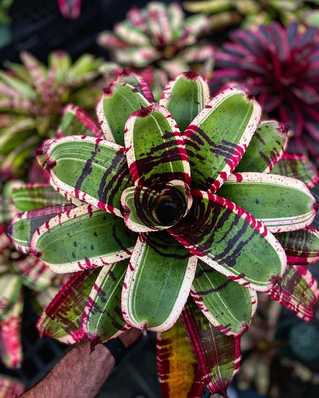 1080_1348竖版 竖屏