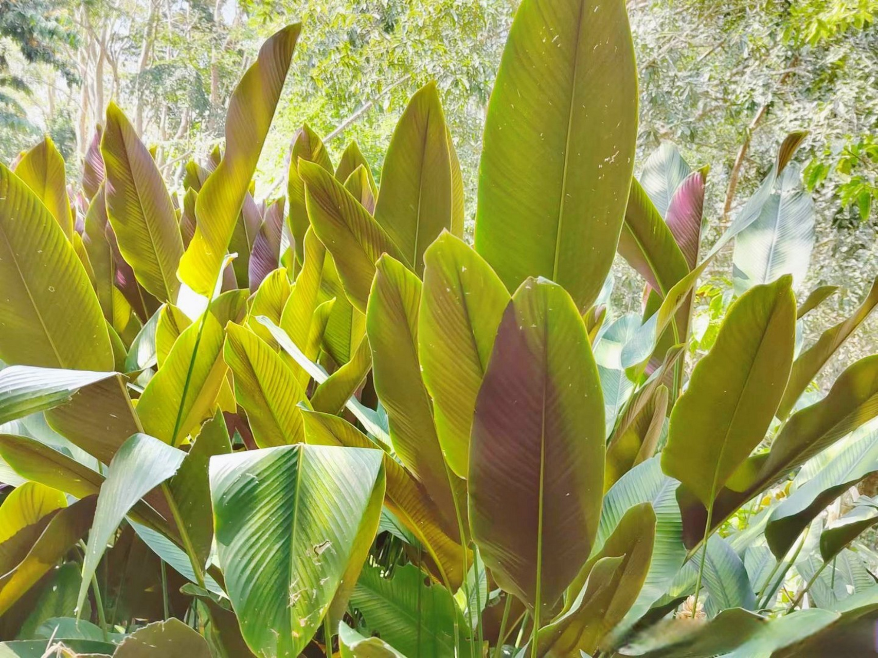 绿羽竹芋,竹芋科肖竹芋属常绿植物,绿羽竹芋,也叫绿道肖竹芋,叶中间有