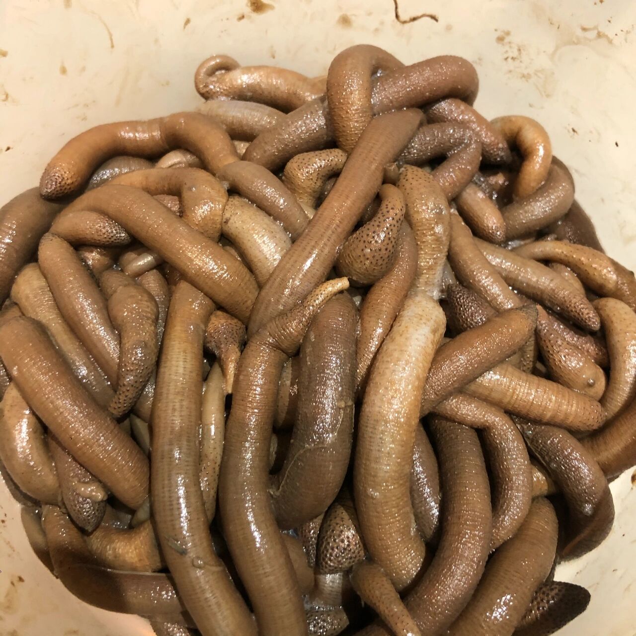 北海人最爱吃的虫子—泥虫91 北海两大虫子一个沙虫,一个泥虫 生