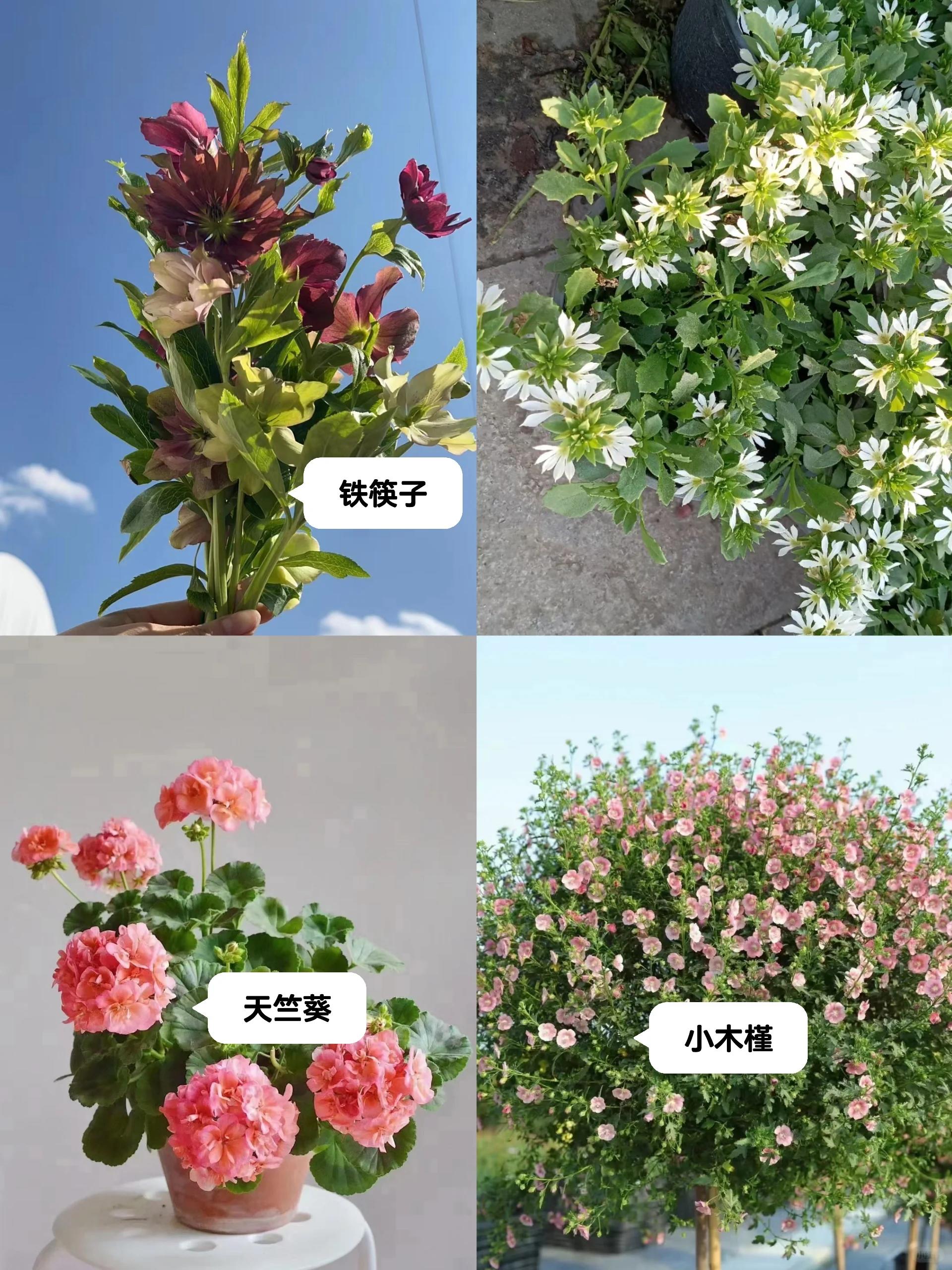 适合花园里的多年生草花推荐 37菊科草花 黄金菊