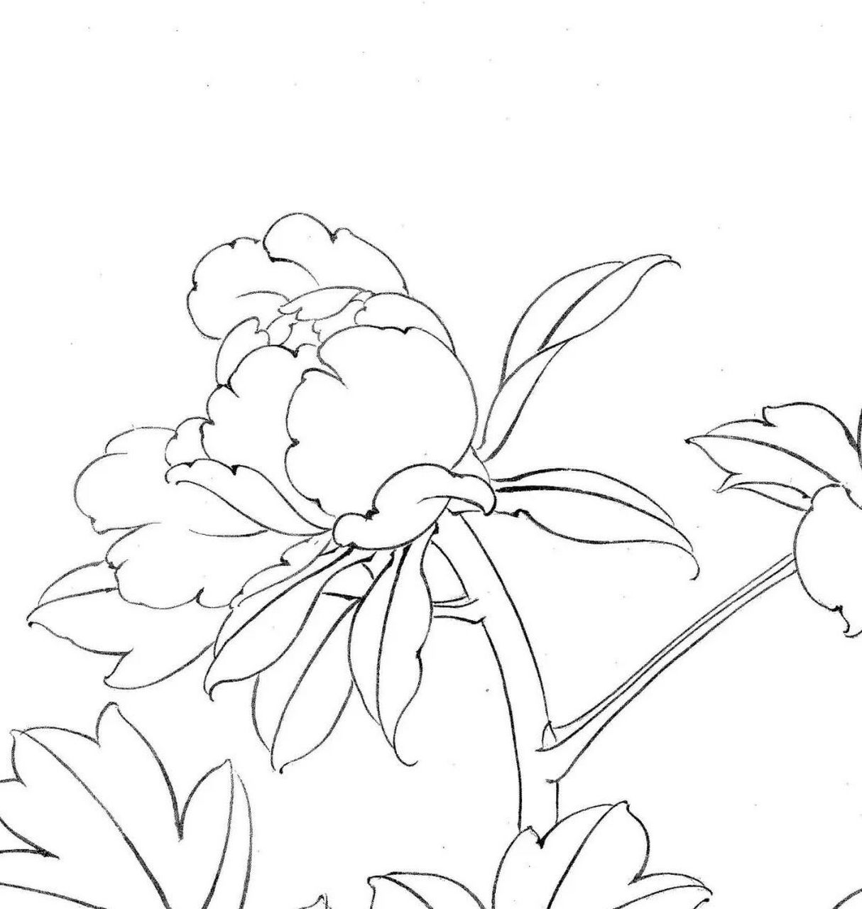 工笔牡丹小花苞,萼片,托叶,茎的画法 牡丹最美丽的是大花头,但是往往
