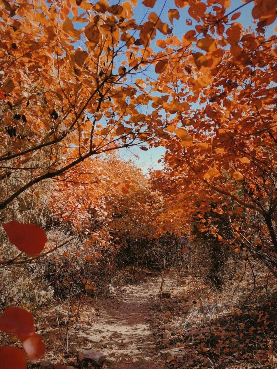 秋日生活打卡季 蓟州红花峪风景区 满山红叶,层林尽染,周末度假,美景