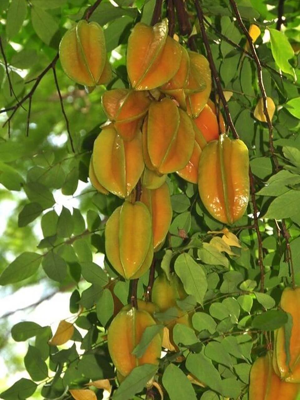 热带水果7979杨桃 star fruit 杨桃 star fruit 原产于热带印度