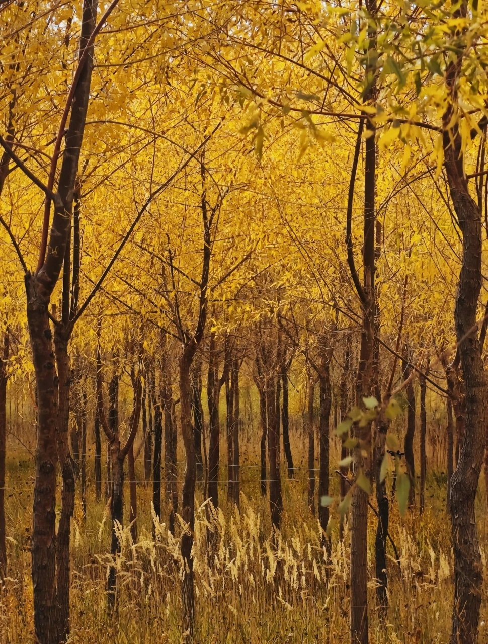 张掖打卡-奥林匹克森林公园 张掖奥林匹克森林公园的胡杨林风光,享受