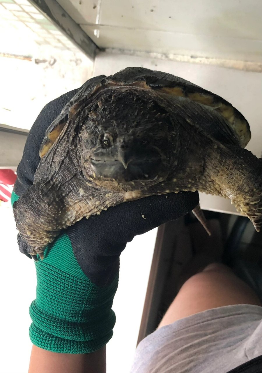 佛鳄龟 鳄龟 黑佛鳄龟 纯佛 野佛后 17 黑佛修长甲 这比例头版 有点狠