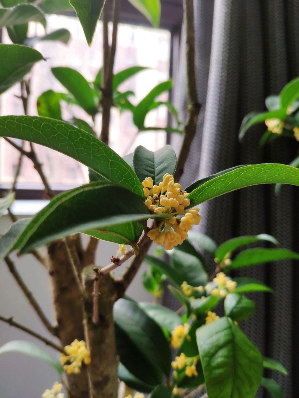 四季桂花 天香台阁 又又又爆花了 年前入了两棵这个品种,天香台阁