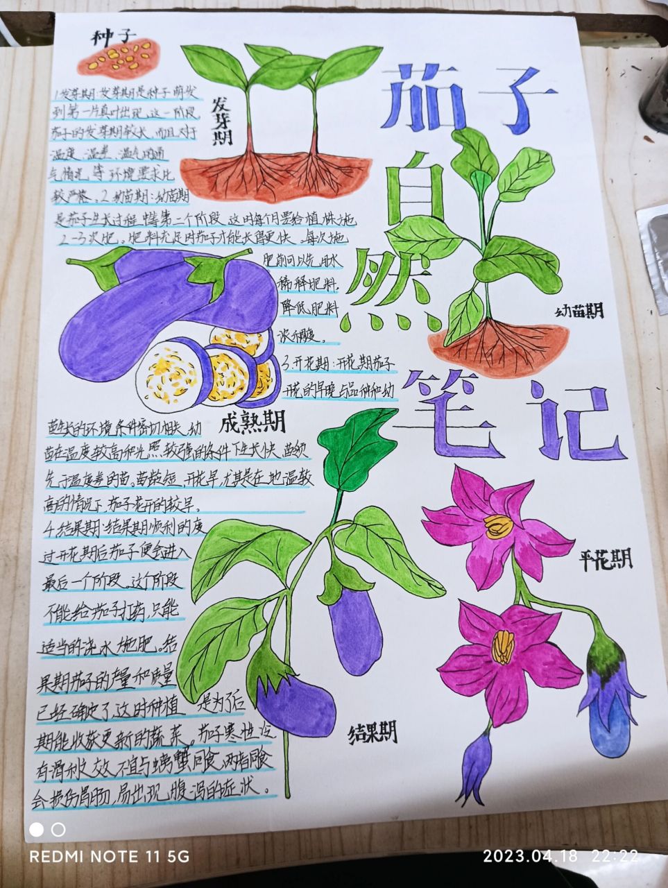 "茄子的自然笔记" 这幅画的主题是"茄子的自然笔记"