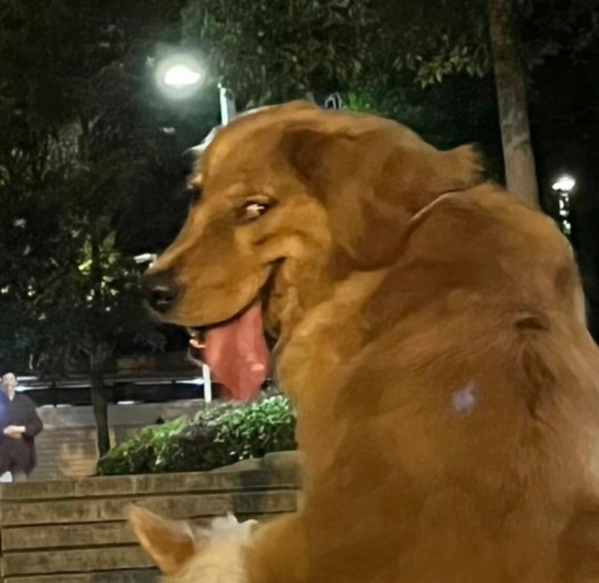 金毛的猥琐 家人们,金毛的表情是不是都这么离谱呀