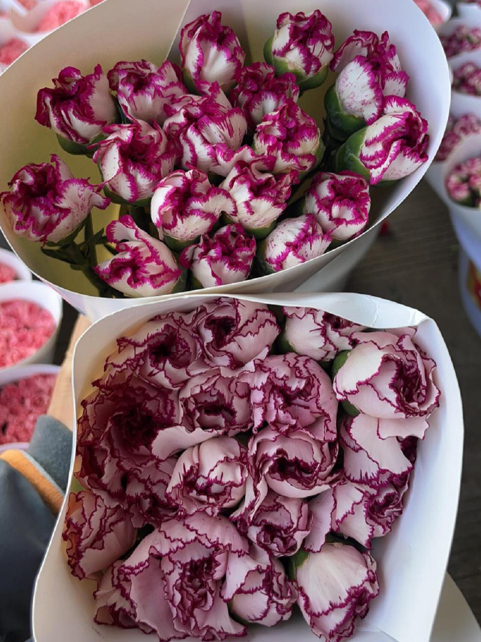 康乃馨品种:紫精灵,紫边 长得很像别弄混咯 颜色偏玫红一些的是紫边