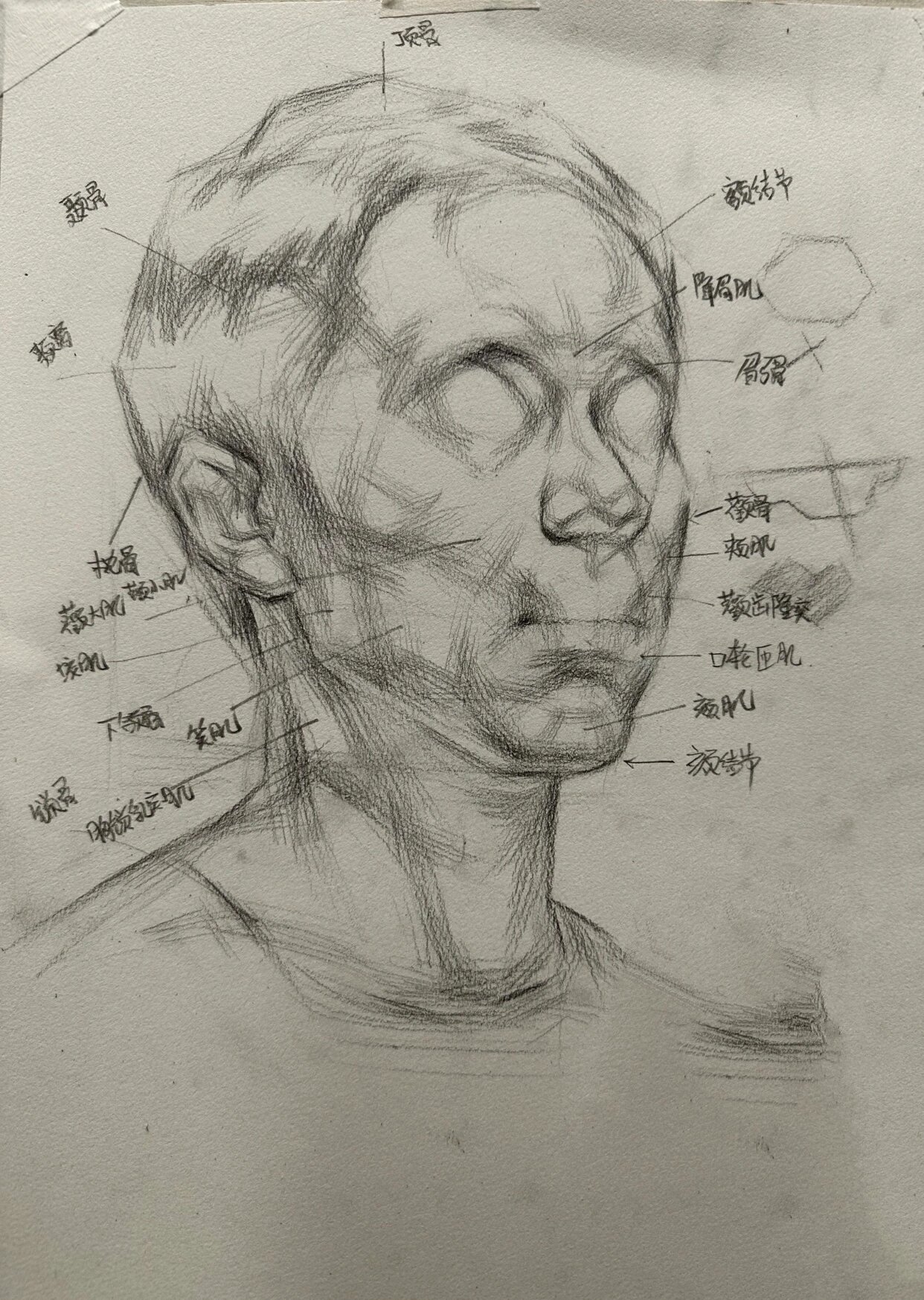 面部36个骨点图片