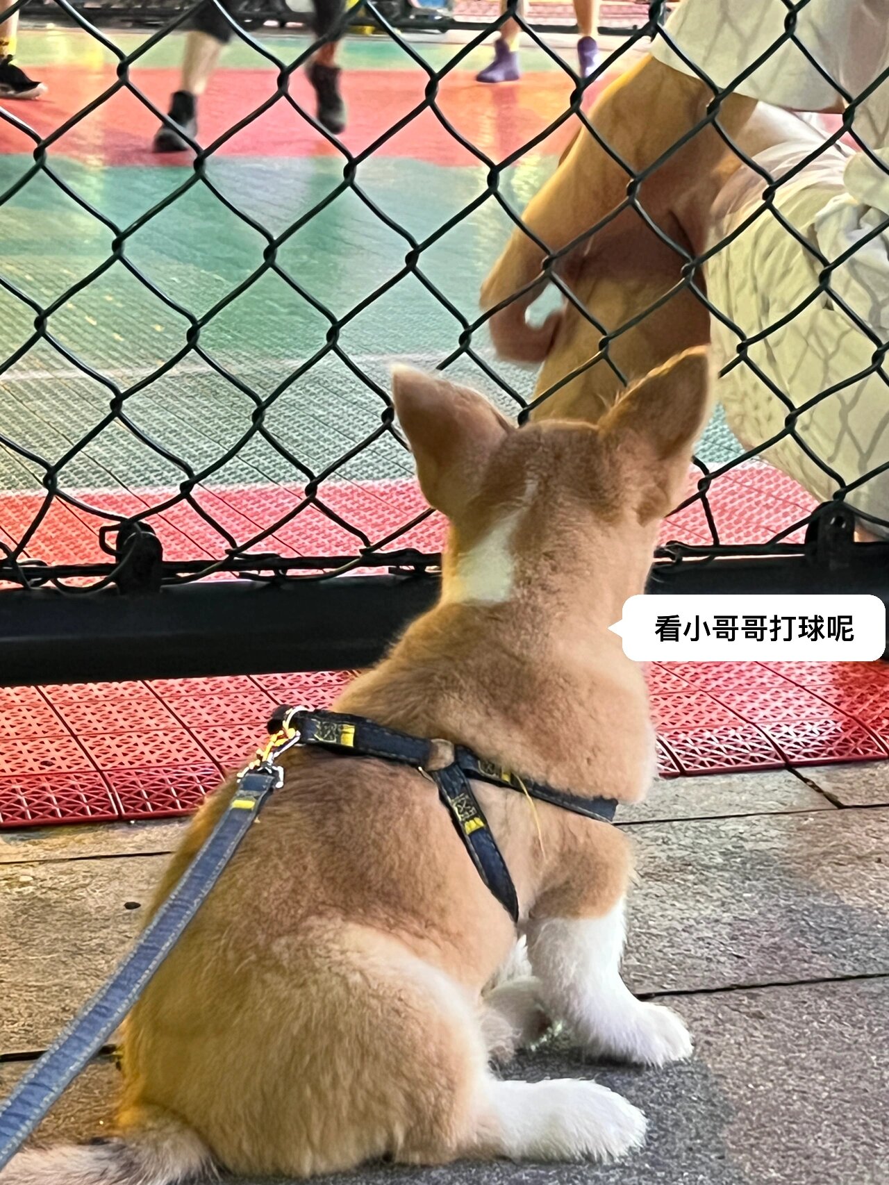柯基串雪纳瑞 实锤了!